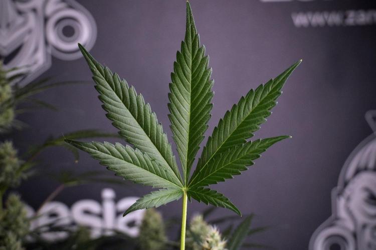 Pink Rosay Auto By Zamnesia Pheno A. Week 8 - Pink Rosay Auto Pheno A
