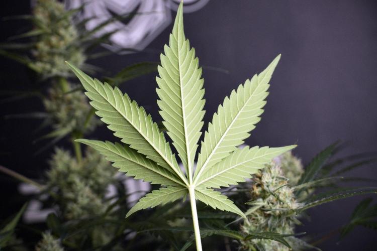 Pink Rosay Auto By Zamnesia Pheno A. Week 8 - Pink Rosay Auto Pheno A