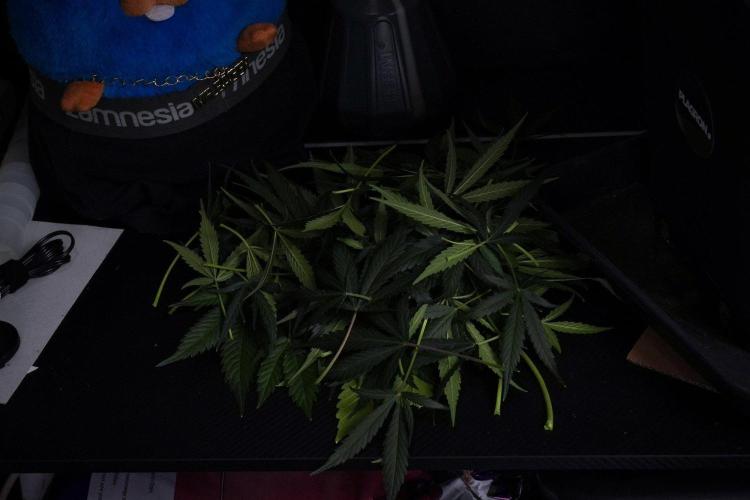 Pink Rosay Auto By Zamnesia Pheno A. Week 8 - Pink Rosay Auto Pheno A