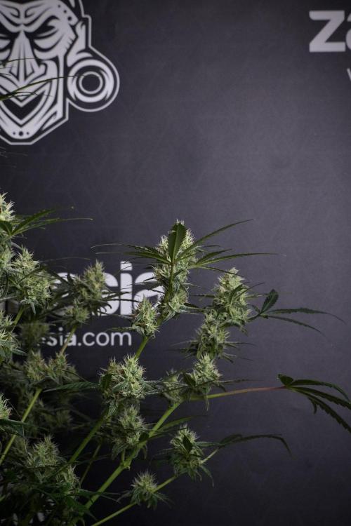 Pink Rosay Auto By Zamnesia Pheno A. Week 8 - Pink Rosay Auto Pheno A
