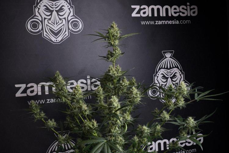 Pink Rosay Auto By Zamnesia Pheno A. Week 8 - Pink Rosay Auto Pheno A