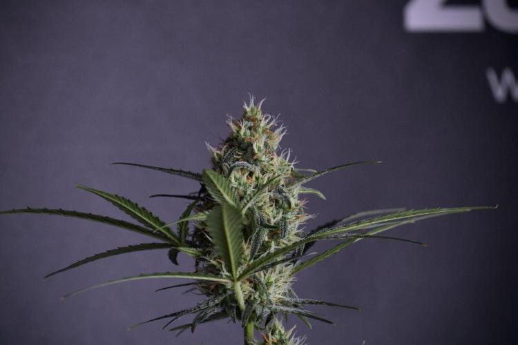 Pink Rosay Auto By Zamnesia Pheno A. Week 8 - Pink Rosay Auto Pheno A