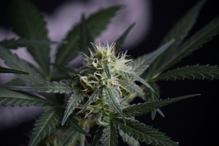 Pink Rosay Auto By Zamnesia Pheno A. Week 8 - Pink Rosay Auto Pheno A