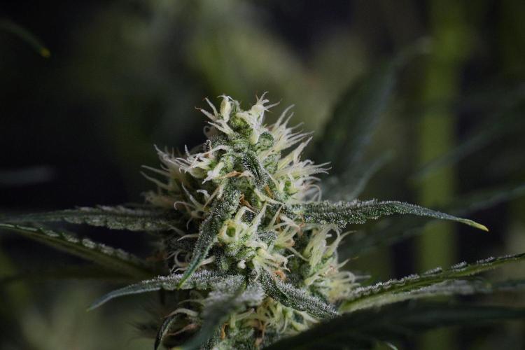 Pink Rosay Auto By Zamnesia Pheno A. Week 8 - Pink Rosay Auto Pheno A