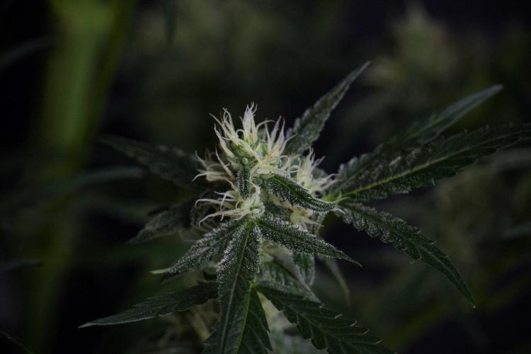 Pink Rosay Auto By Zamnesia Pheno A. Week 8 - Pink Rosay Auto Pheno A