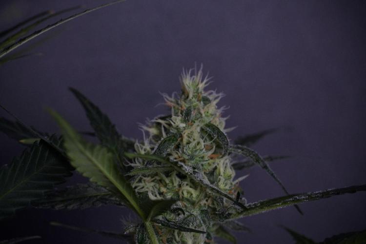Pink Rosay Auto By Zamnesia Pheno A. Week 8 - Pink Rosay Auto Pheno A