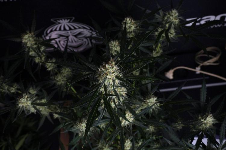 Pink Rosay Auto By Zamnesia Pheno A. Week 8 - Pink Rosay Auto Pheno A