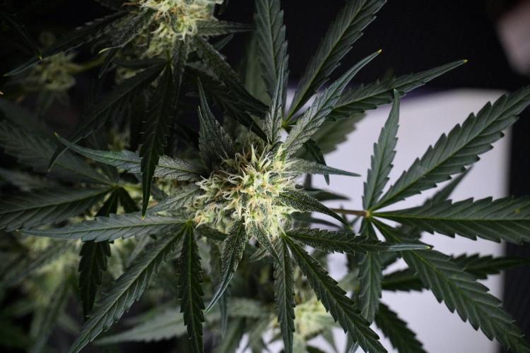 Pink Rosay Auto By Zamnesia Pheno A. Week 8 - Pink Rosay Auto Pheno A