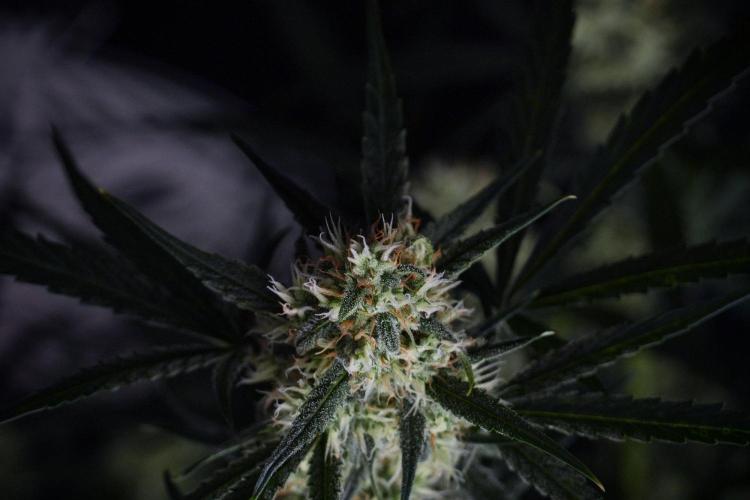 Pink Rosay Auto By Zamnesia Pheno A. Week 8 - Pink Rosay Auto Pheno A