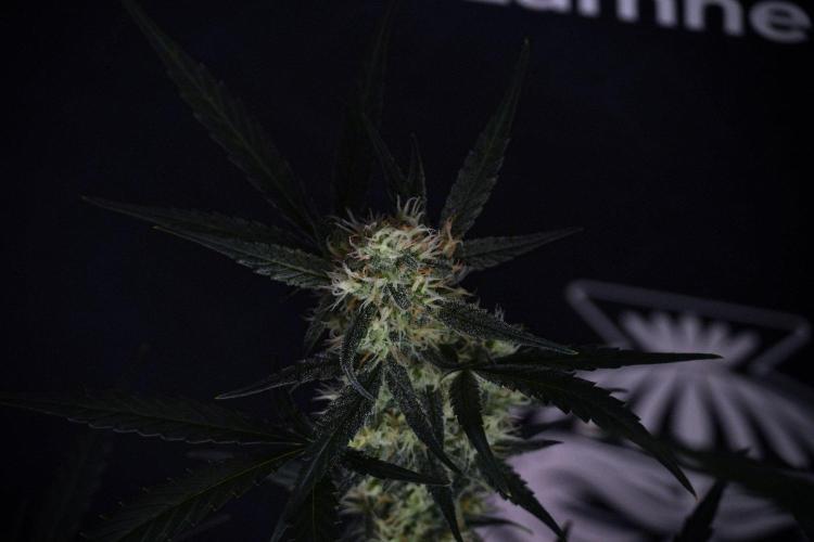 Pink Rosay Auto By Zamnesia Pheno A. Week 8 - Pink Rosay Auto Pheno A