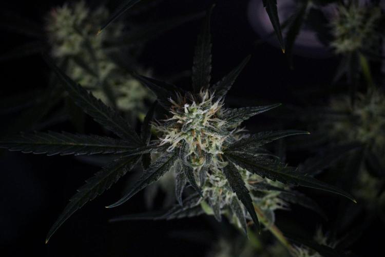 Pink Rosay Auto By Zamnesia Pheno A. Week 8 - Pink Rosay Auto Pheno A