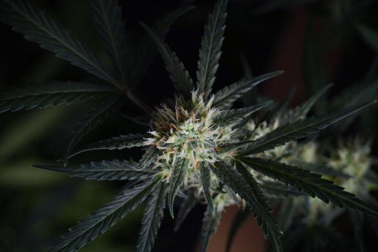 Pink Rosay Auto By Zamnesia Pheno A. Week 8 - Pink Rosay Auto Pheno A