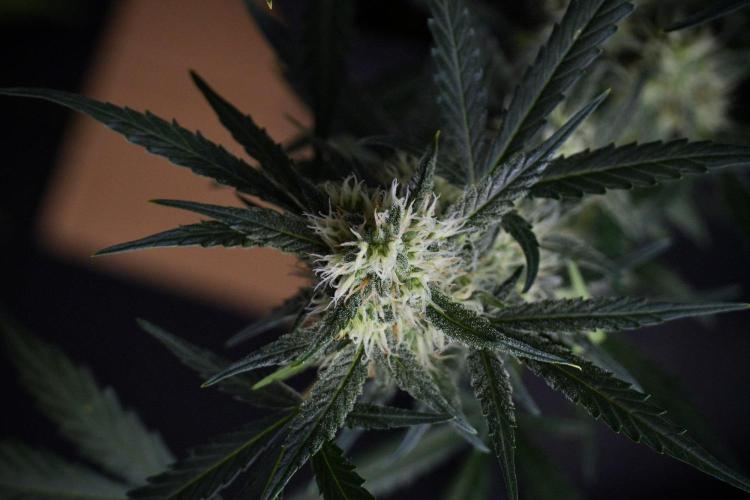 Pink Rosay Auto By Zamnesia Pheno A. Week 8 - Pink Rosay Auto Pheno A