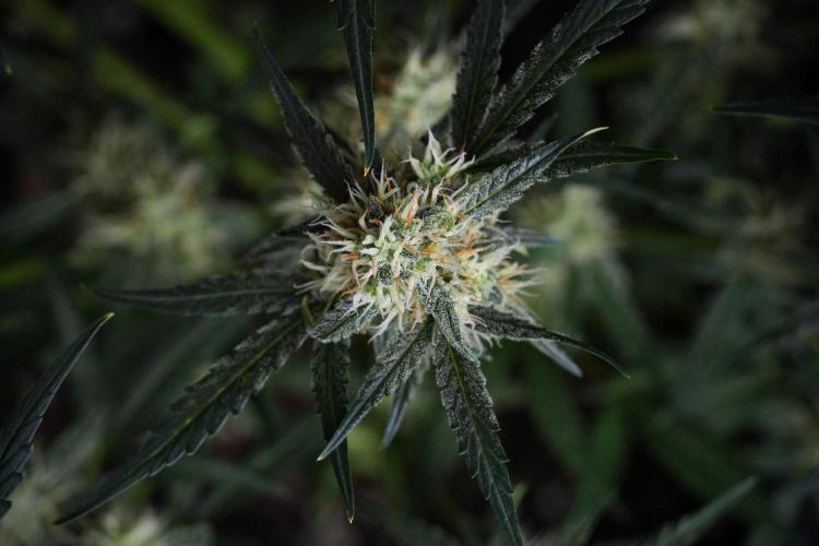 Pink Rosay Auto By Zamnesia Pheno A. Week 8 - Pink Rosay Auto Pheno A