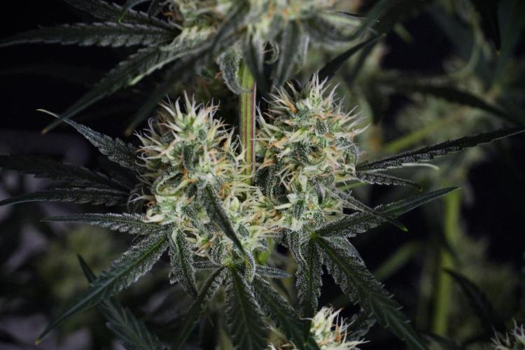 Pink Rosay Auto By Zamnesia Pheno A. Week 8 - Pink Rosay Auto Pheno A