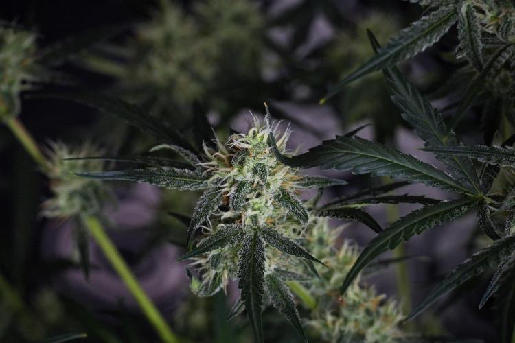 Pink Rosay Auto By Zamnesia Pheno A. Week 8 - Pink Rosay Auto Pheno A