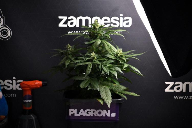 Pheno B Pink Rosay Auto By Zamnesia. Week 8 - Pheno B Pink Rosay Auto