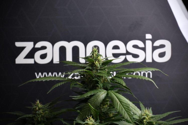 Pheno B Pink Rosay Auto By Zamnesia. Week 8 - Pheno B Pink Rosay Auto