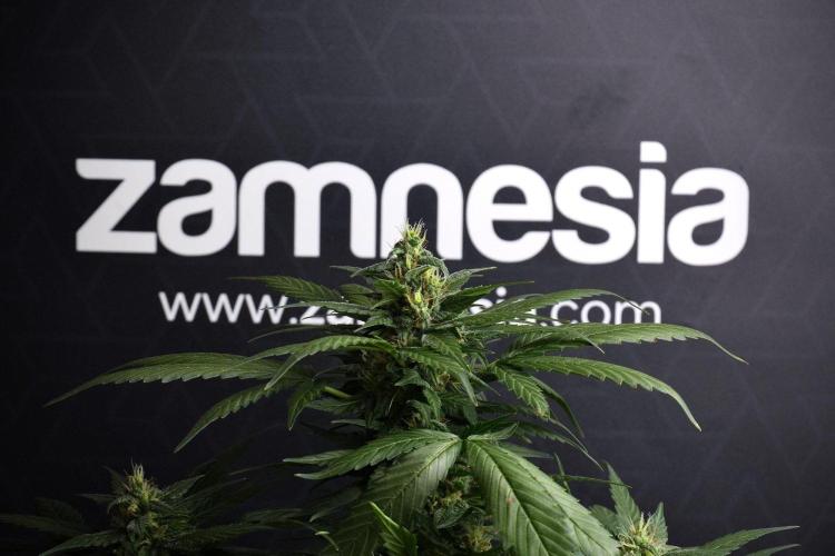 Pheno B Pink Rosay Auto By Zamnesia. Week 8 - Pheno B Pink Rosay Auto