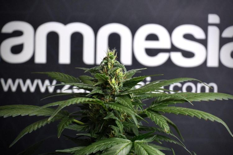Pheno B Pink Rosay Auto By Zamnesia. Week 8 - Pheno B Pink Rosay Auto