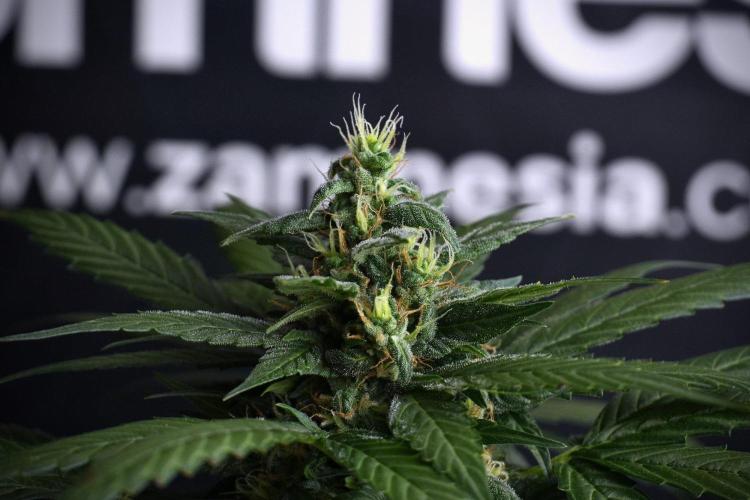 Pheno B Pink Rosay Auto By Zamnesia. Week 8 - Pheno B Pink Rosay Auto