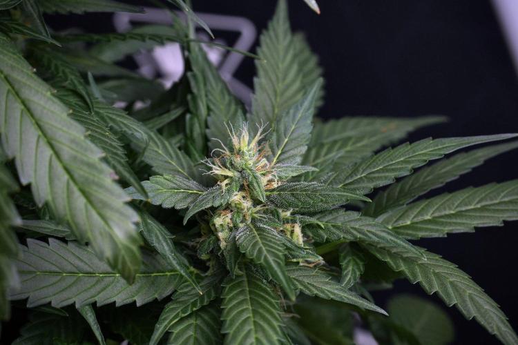 Pheno B Pink Rosay Auto By Zamnesia. Week 8 - Pheno B Pink Rosay Auto