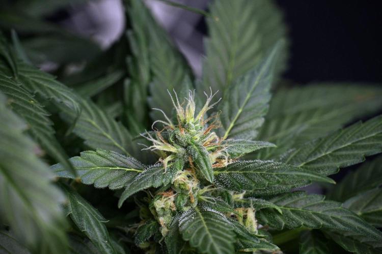 Pheno B Pink Rosay Auto By Zamnesia. Week 8 - Pheno B Pink Rosay Auto