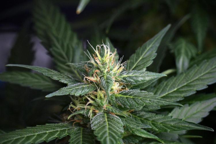 Pheno B Pink Rosay Auto By Zamnesia. Week 8 - Pheno B Pink Rosay Auto