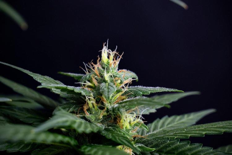 Pheno B Pink Rosay Auto By Zamnesia. Week 8 - Pheno B Pink Rosay Auto