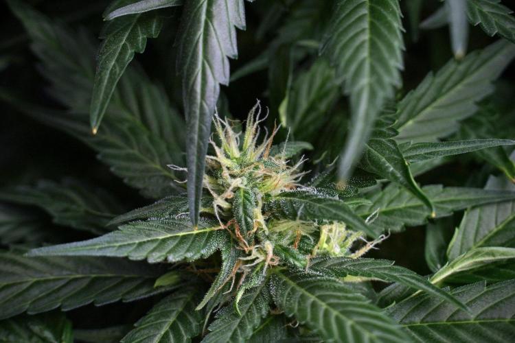 Pheno B Pink Rosay Auto By Zamnesia. Week 8 - Pheno B Pink Rosay Auto