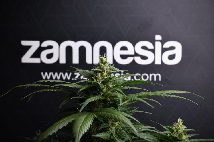 Pheno B Pink Rosay Auto By Zamnesia. Week 8 - Pheno B Pink Rosay Auto