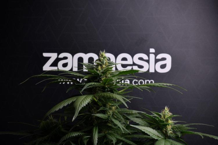 Pheno B Pink Rosay Auto By Zamnesia. Week 8 - Pheno B Pink Rosay Auto