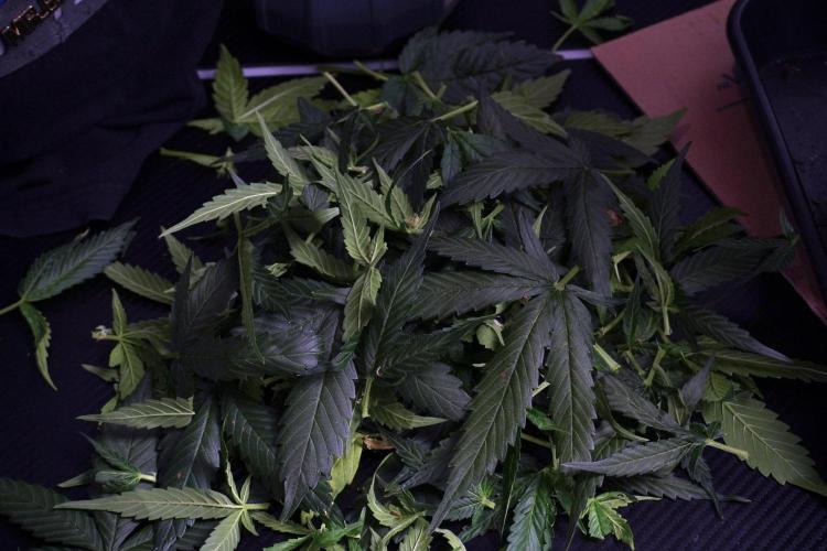 Pheno B Pink Rosay Auto By Zamnesia. Week 8 - Pheno B Pink Rosay Auto
