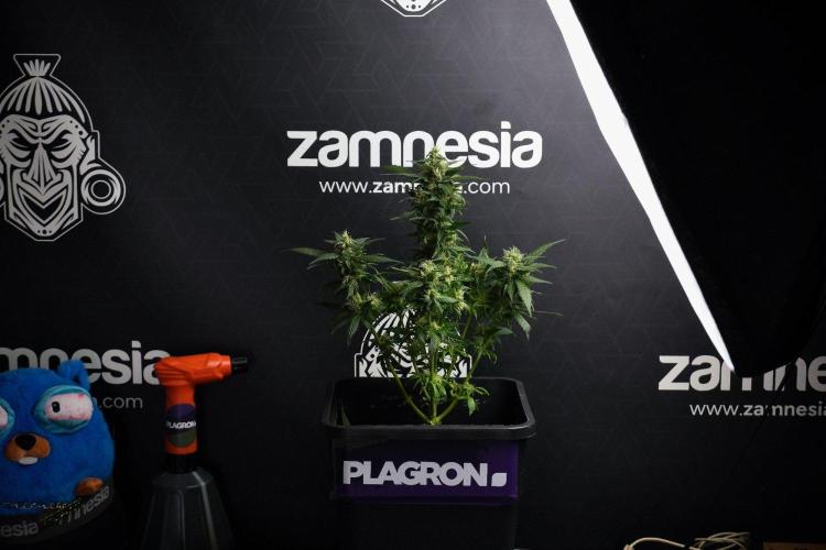 Pheno B Pink Rosay Auto By Zamnesia. Week 8 - Pheno B Pink Rosay Auto