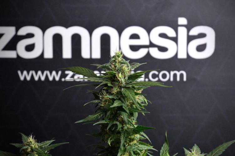 Pheno B Pink Rosay Auto By Zamnesia. Week 8 - Pheno B Pink Rosay Auto