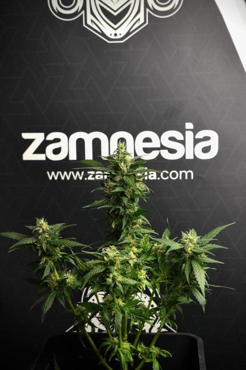 Pheno B Pink Rosay Auto By Zamnesia. Week 8 - Pheno B Pink Rosay Auto