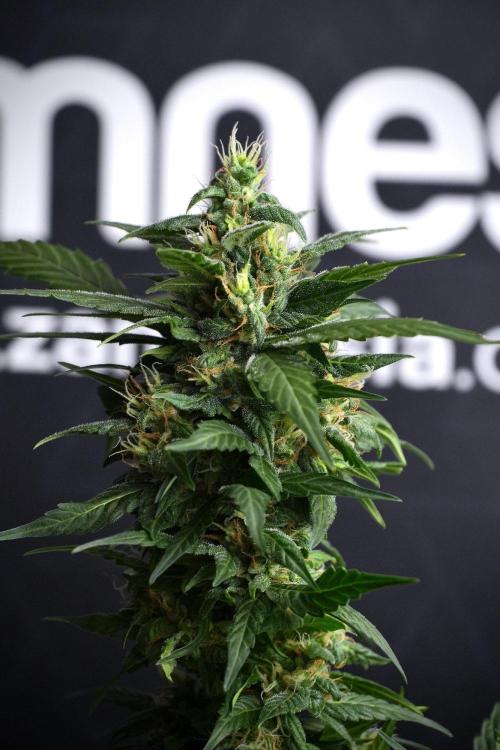 Pheno B Pink Rosay Auto By Zamnesia. Week 8 - Pheno B Pink Rosay Auto