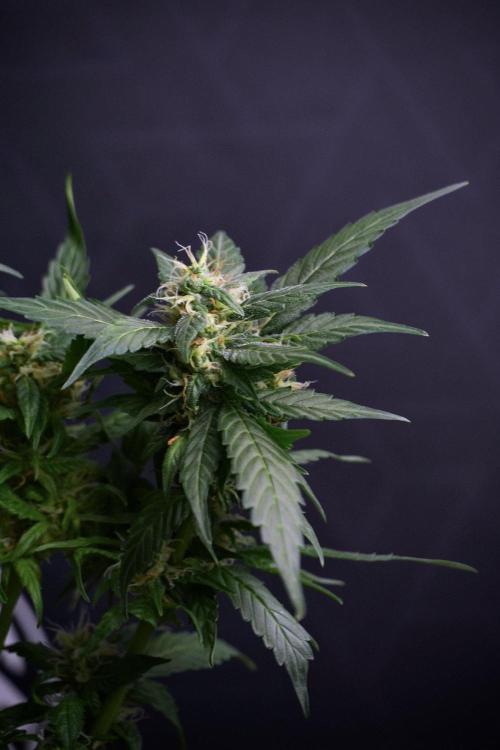 Pheno B Pink Rosay Auto By Zamnesia. Week 8 - Pheno B Pink Rosay Auto
