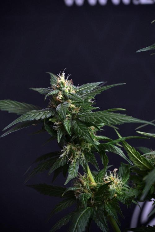 Pheno B Pink Rosay Auto By Zamnesia. Week 8 - Pheno B Pink Rosay Auto