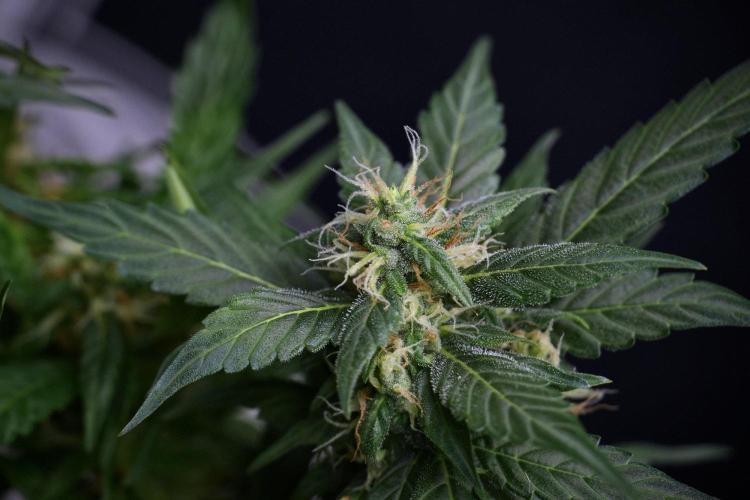 Pheno B Pink Rosay Auto By Zamnesia. Week 8 - Pheno B Pink Rosay Auto