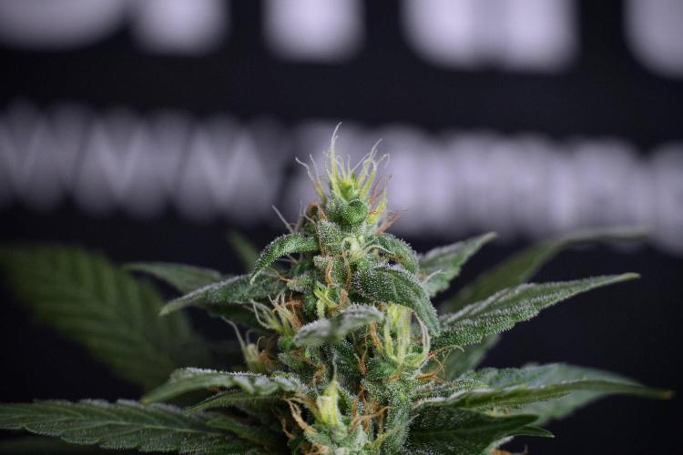 Pheno B Pink Rosay Auto By Zamnesia. Week 8 - Pheno B Pink Rosay Auto