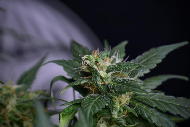 Pheno B Pink Rosay Auto By Zamnesia. Week 8 - Pheno B Pink Rosay Auto