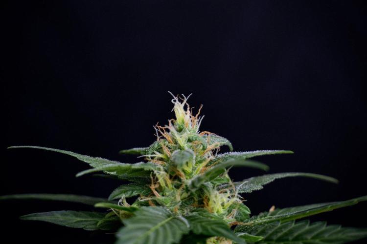 Pheno B Pink Rosay Auto By Zamnesia. Week 8 - Pheno B Pink Rosay Auto