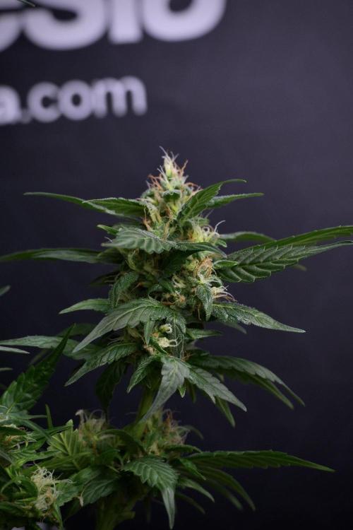 Pheno B Pink Rosay Auto By Zamnesia. Week 8 - Pheno B Pink Rosay Auto
