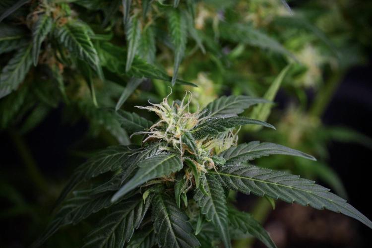 Pheno B Pink Rosay Auto By Zamnesia. Week 8 - Pheno B Pink Rosay Auto