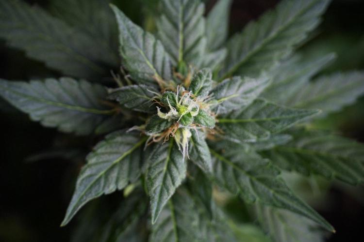 Pheno B Pink Rosay Auto By Zamnesia. Week 8 - Pheno B Pink Rosay Auto