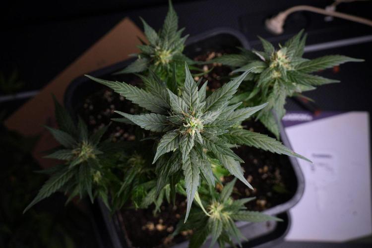 Pheno B Pink Rosay Auto By Zamnesia. Week 8 - Pheno B Pink Rosay Auto