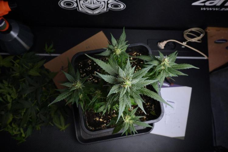 Pheno B Pink Rosay Auto By Zamnesia. Week 8 - Pheno B Pink Rosay Auto