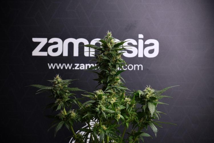 Pheno B Pink Rosay Auto By Zamnesia. Week 8 - Pheno B Pink Rosay Auto