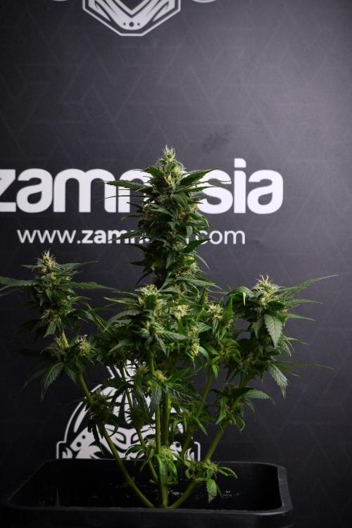 Pheno B Pink Rosay Auto By Zamnesia. Week 8 - Pheno B Pink Rosay Auto